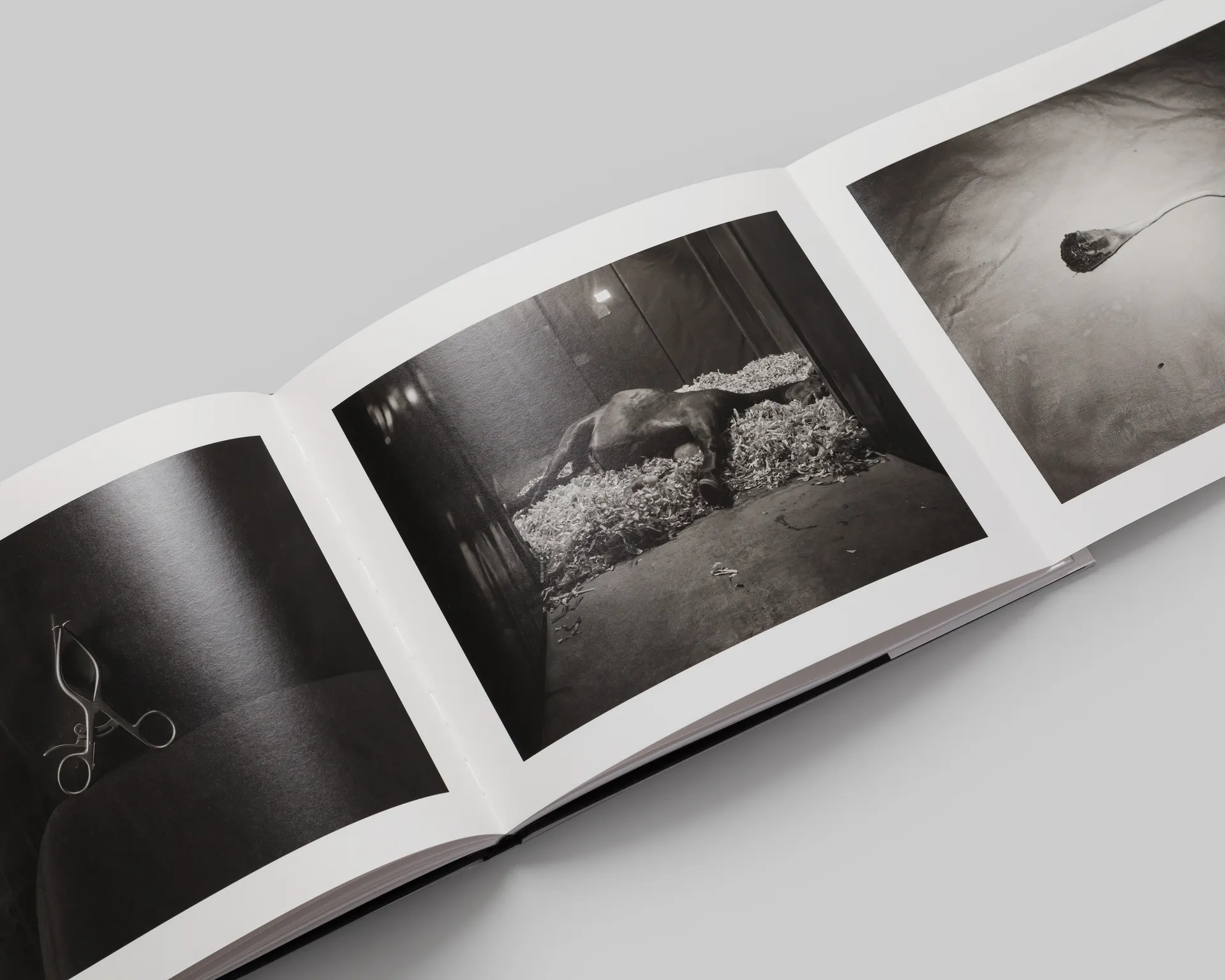 Theatrum Equorum image 5