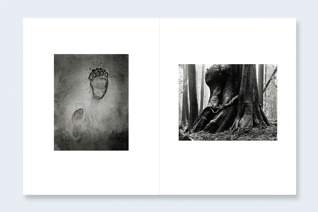 Where Ravens Cry image 4