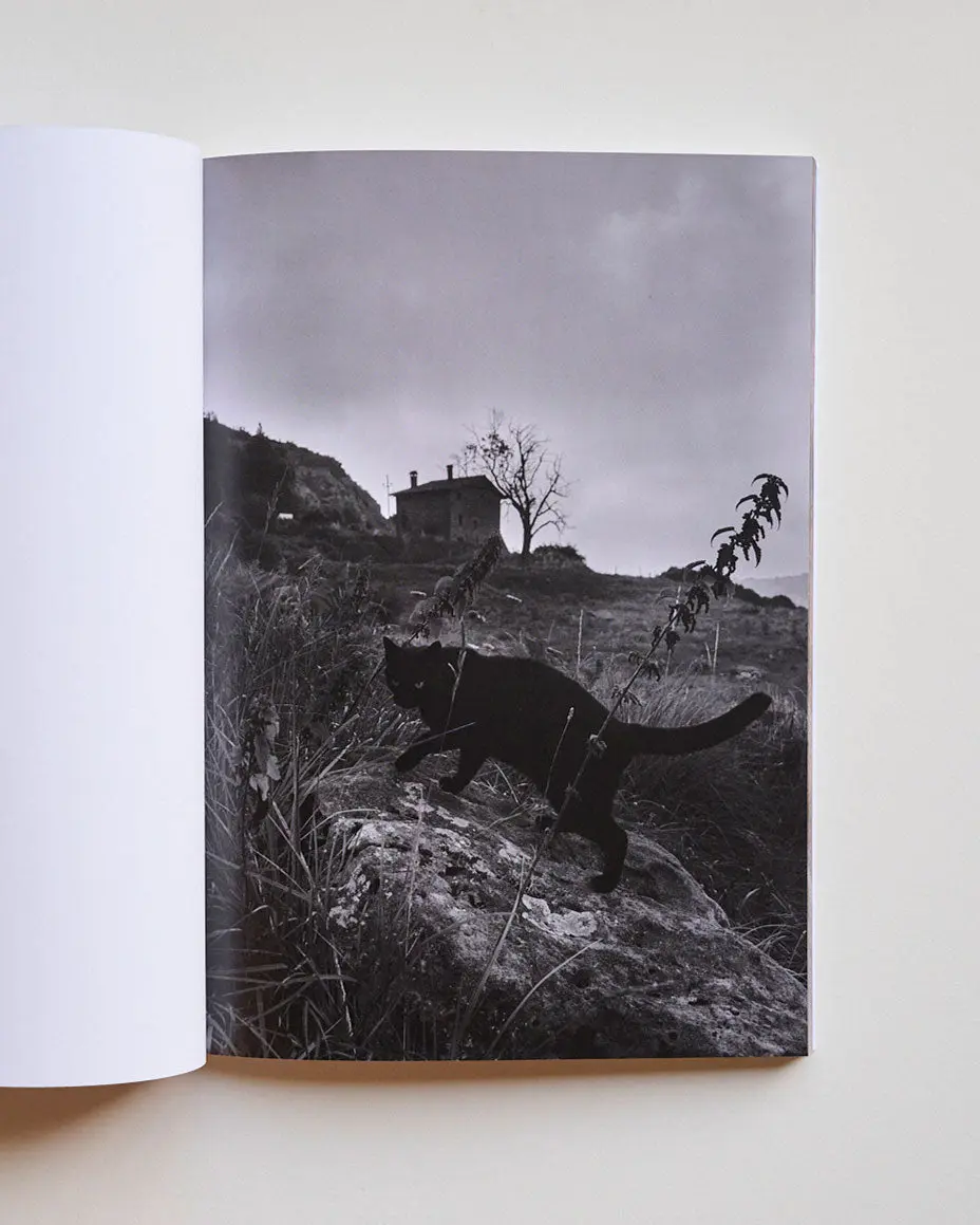 Pray to Be A Bird image 6