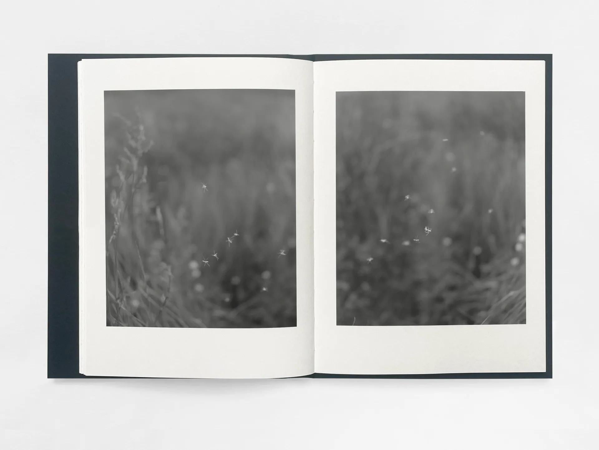 Gathering Light image 8