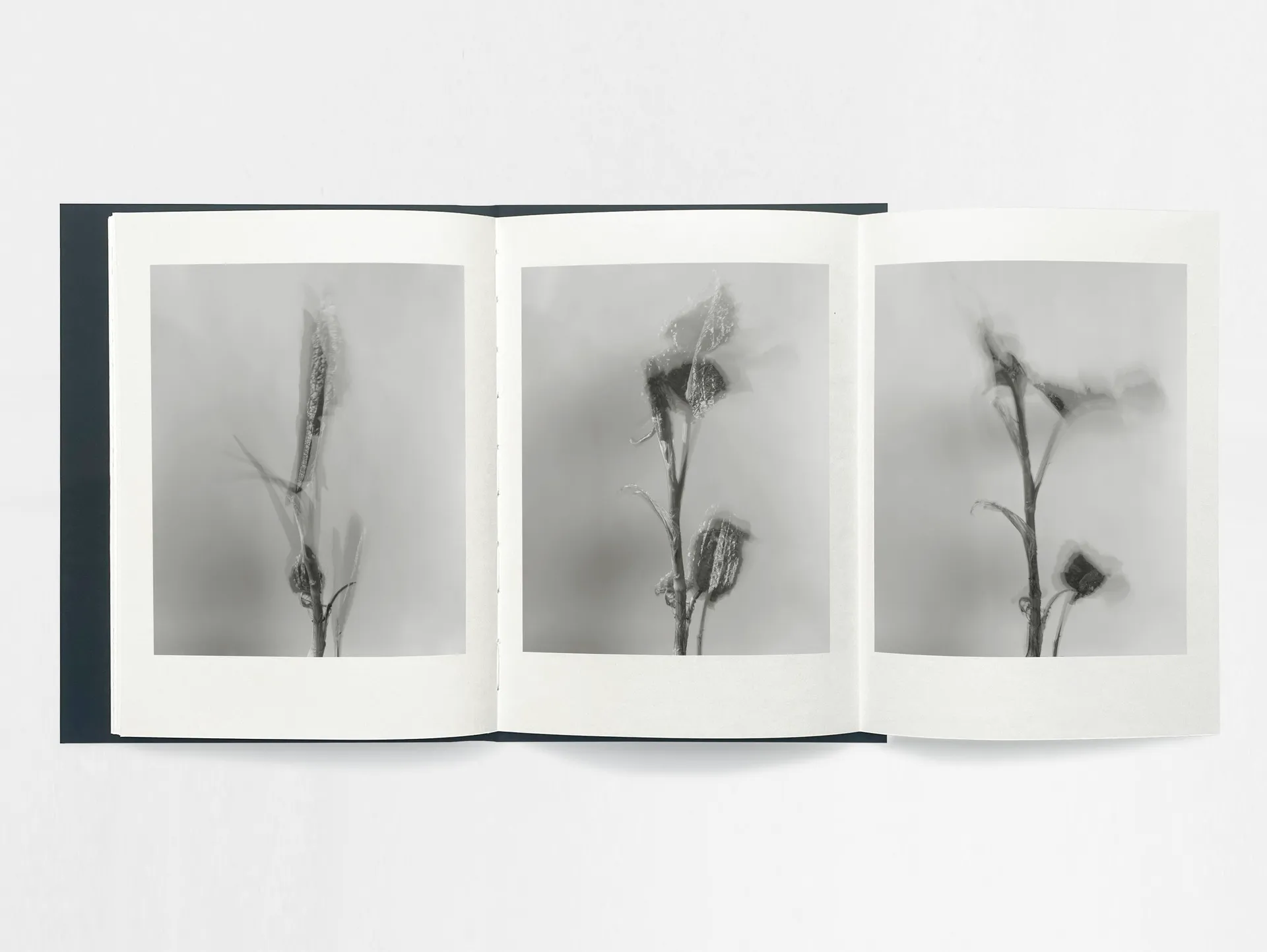 Gathering Light image 9