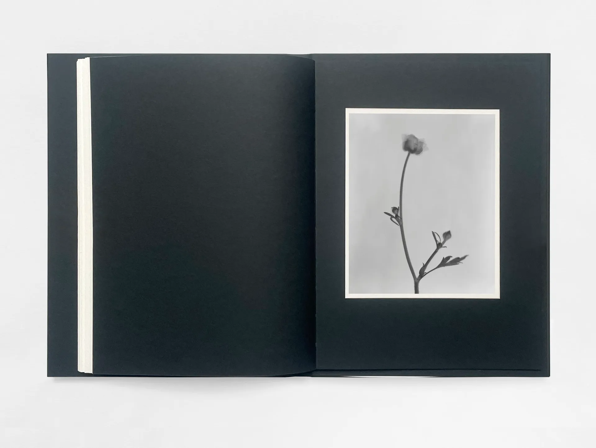 Gathering Light image 11