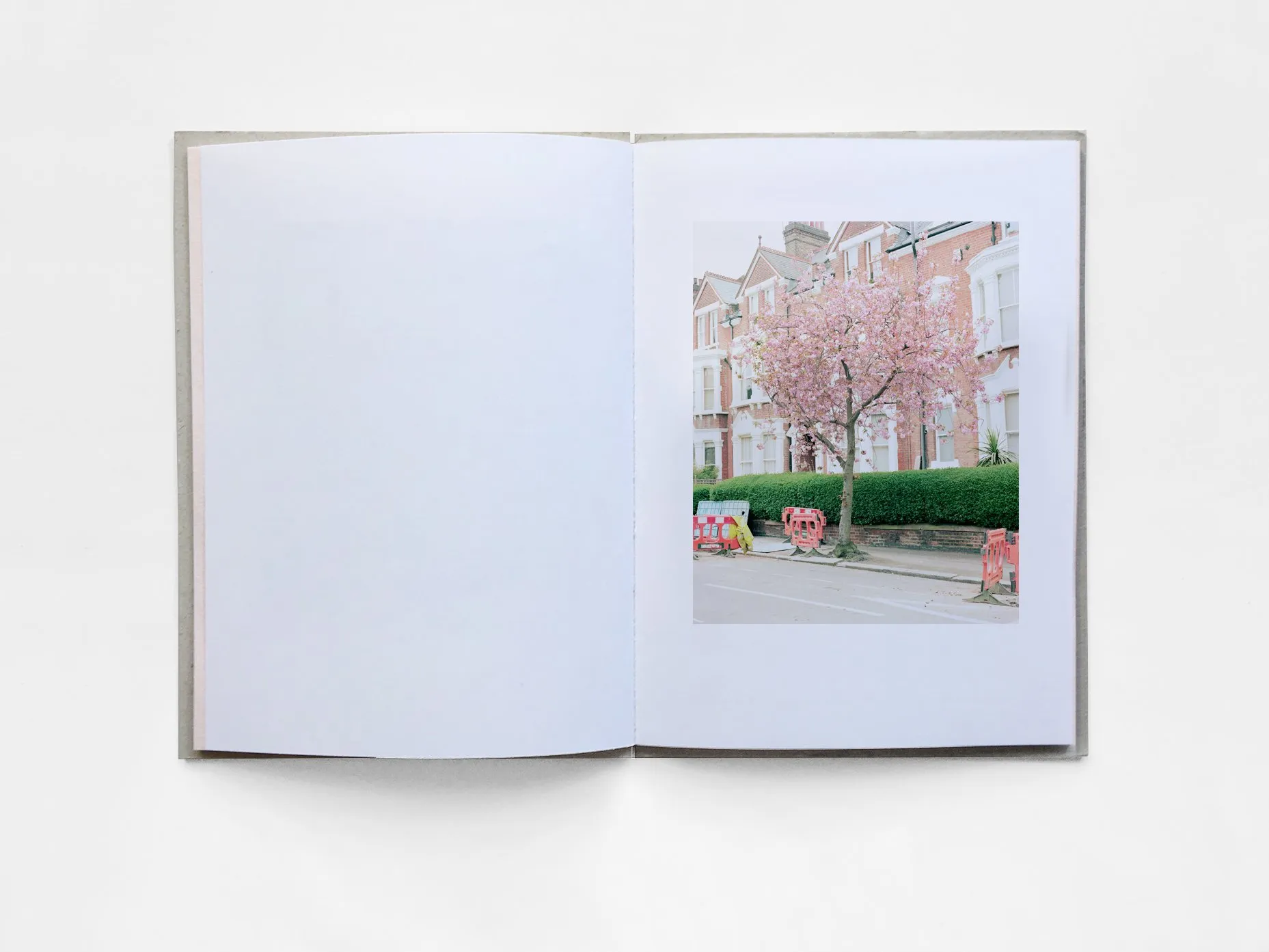 Kilburn Cherry image 4