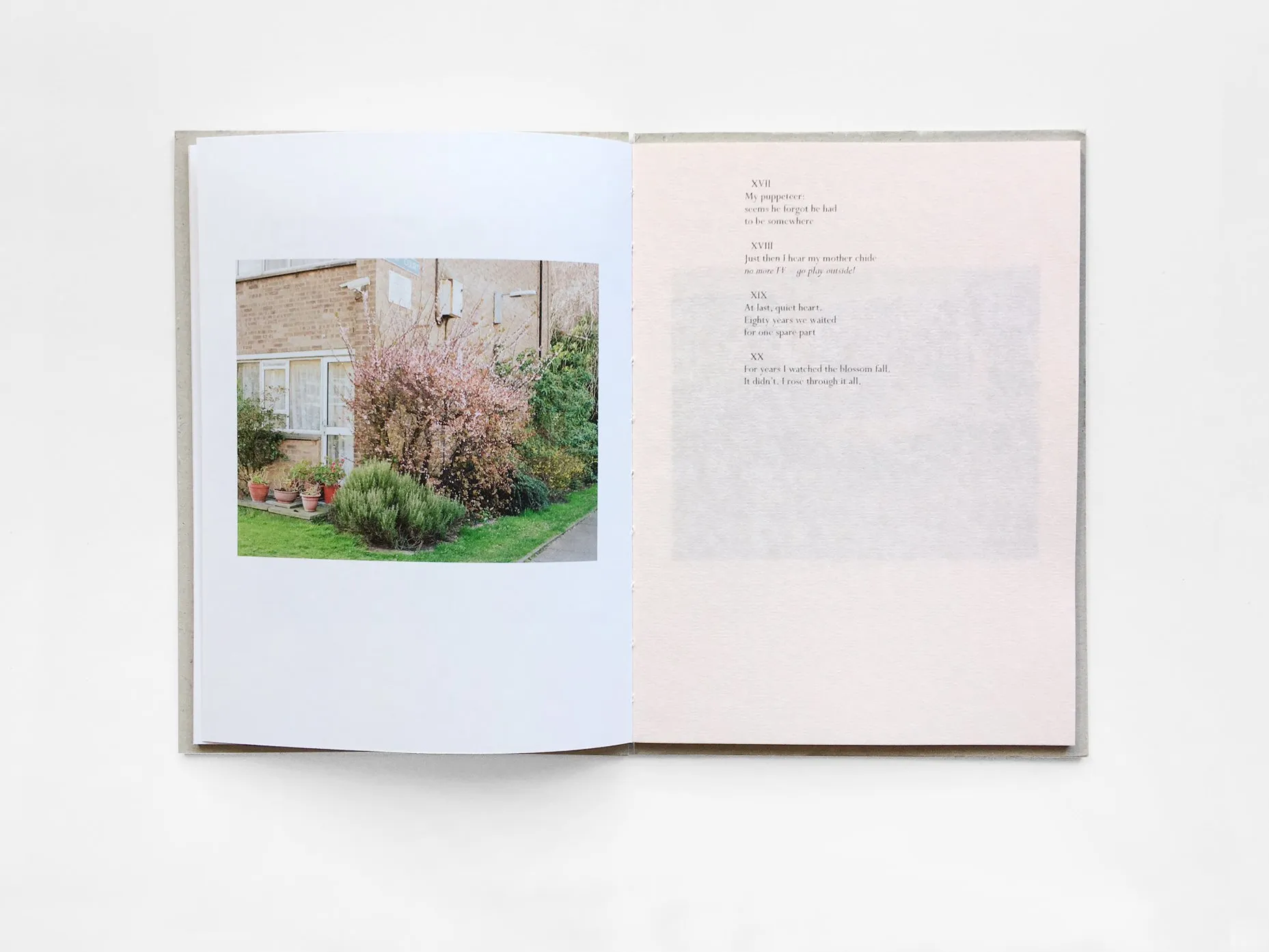 Kilburn Cherry image 5