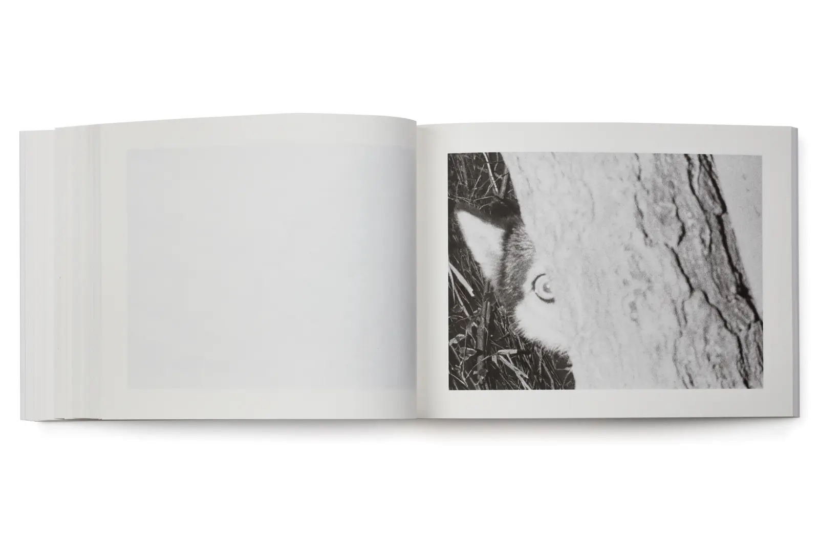 Family Diary image 11