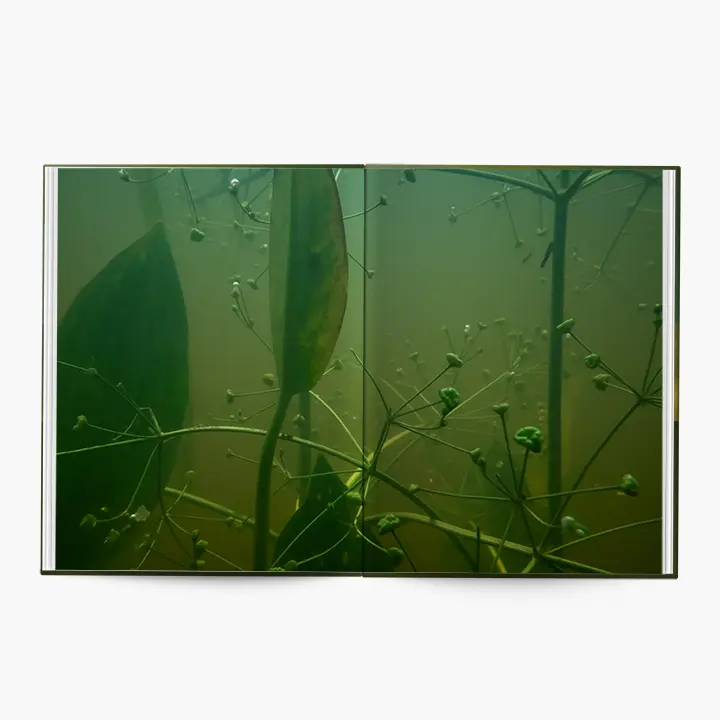 Under Water image 10