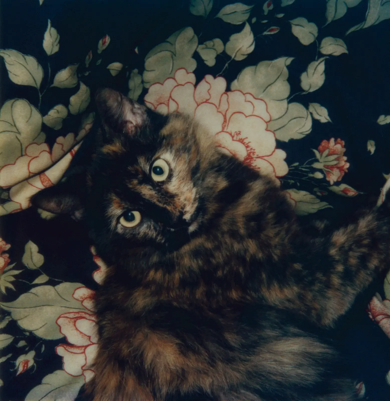 L.A. Polaroids image 5