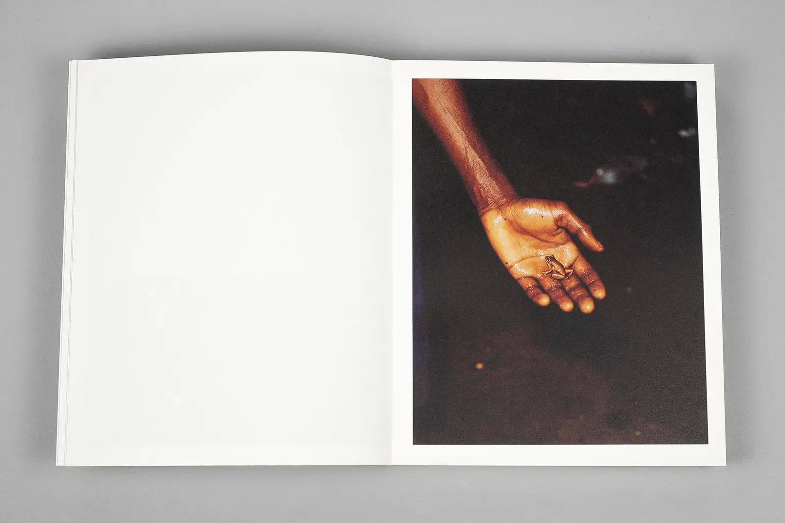 Elephant in the Room image 4