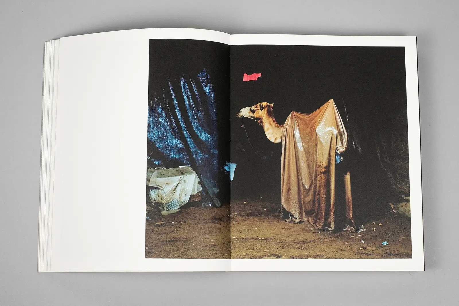 Elephant in the Room image 10