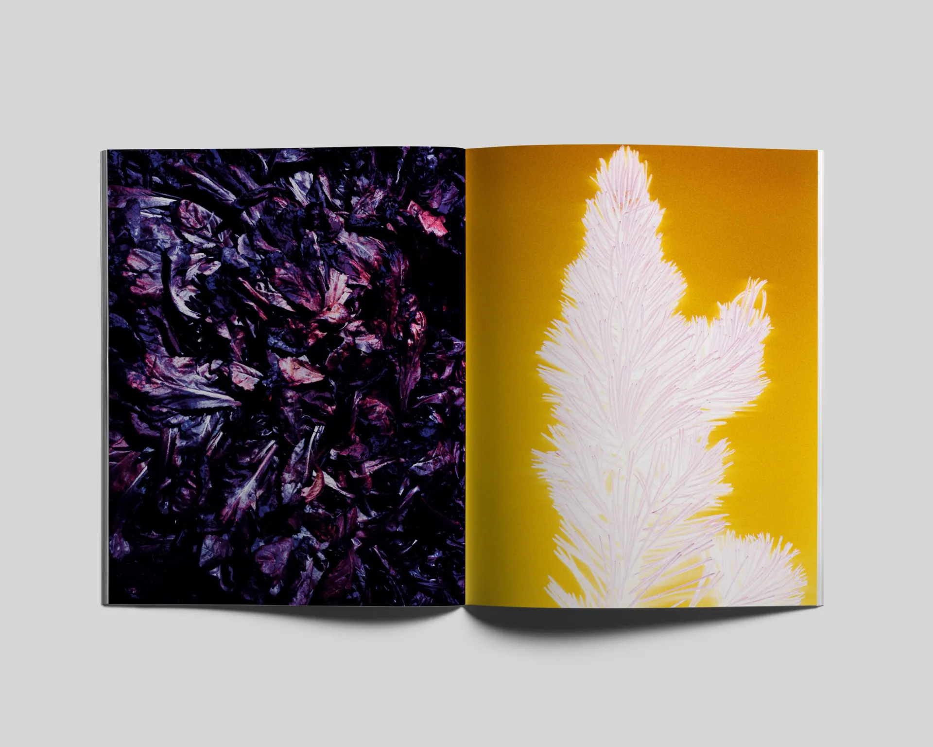 Le Jardin d’Hannibal image 8