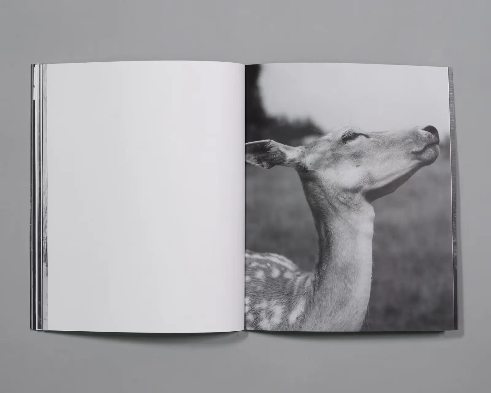 Extraordinary Experiences image 8