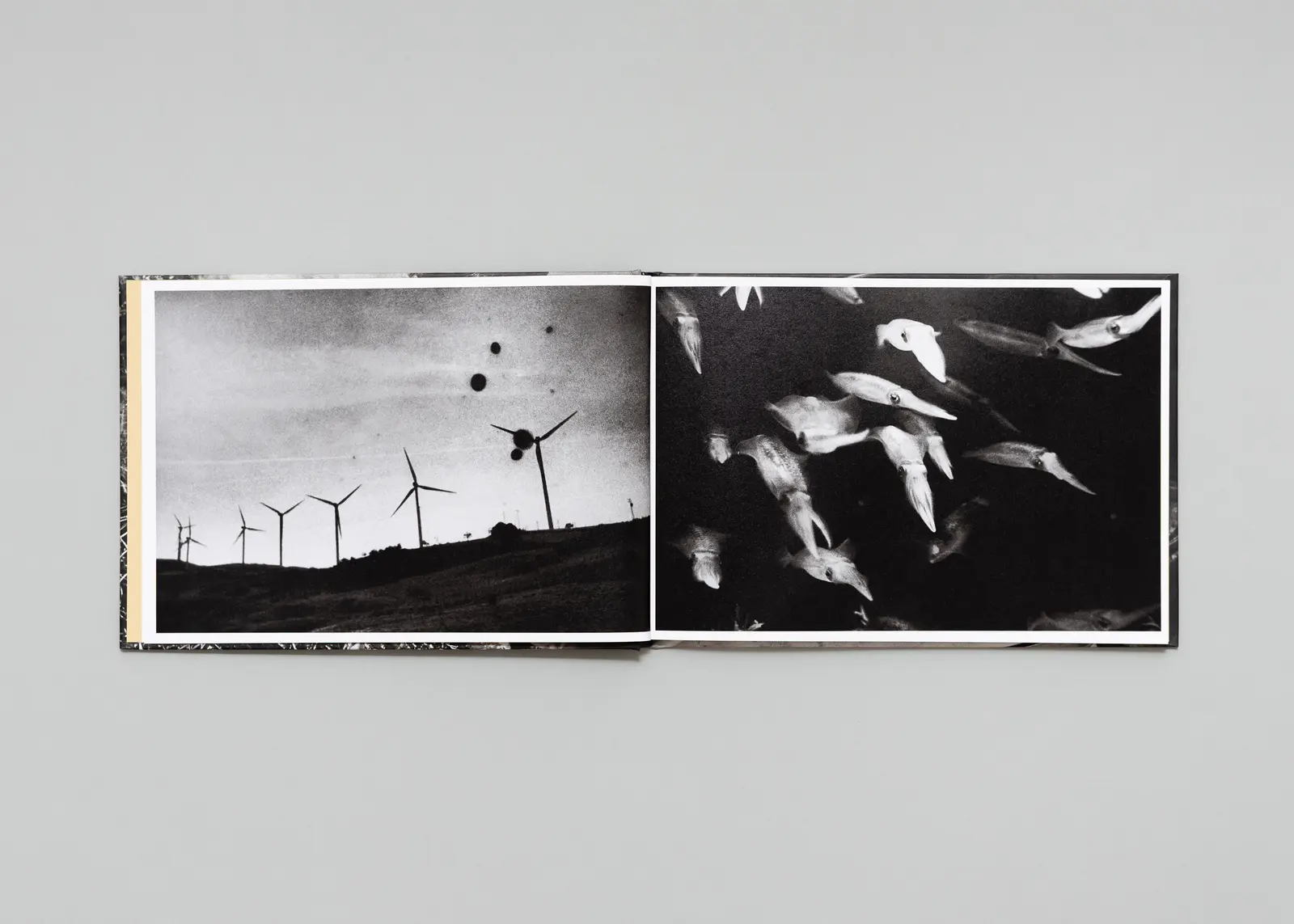 In the Flap of a Bird’s Wing, Water Dries Up image 5