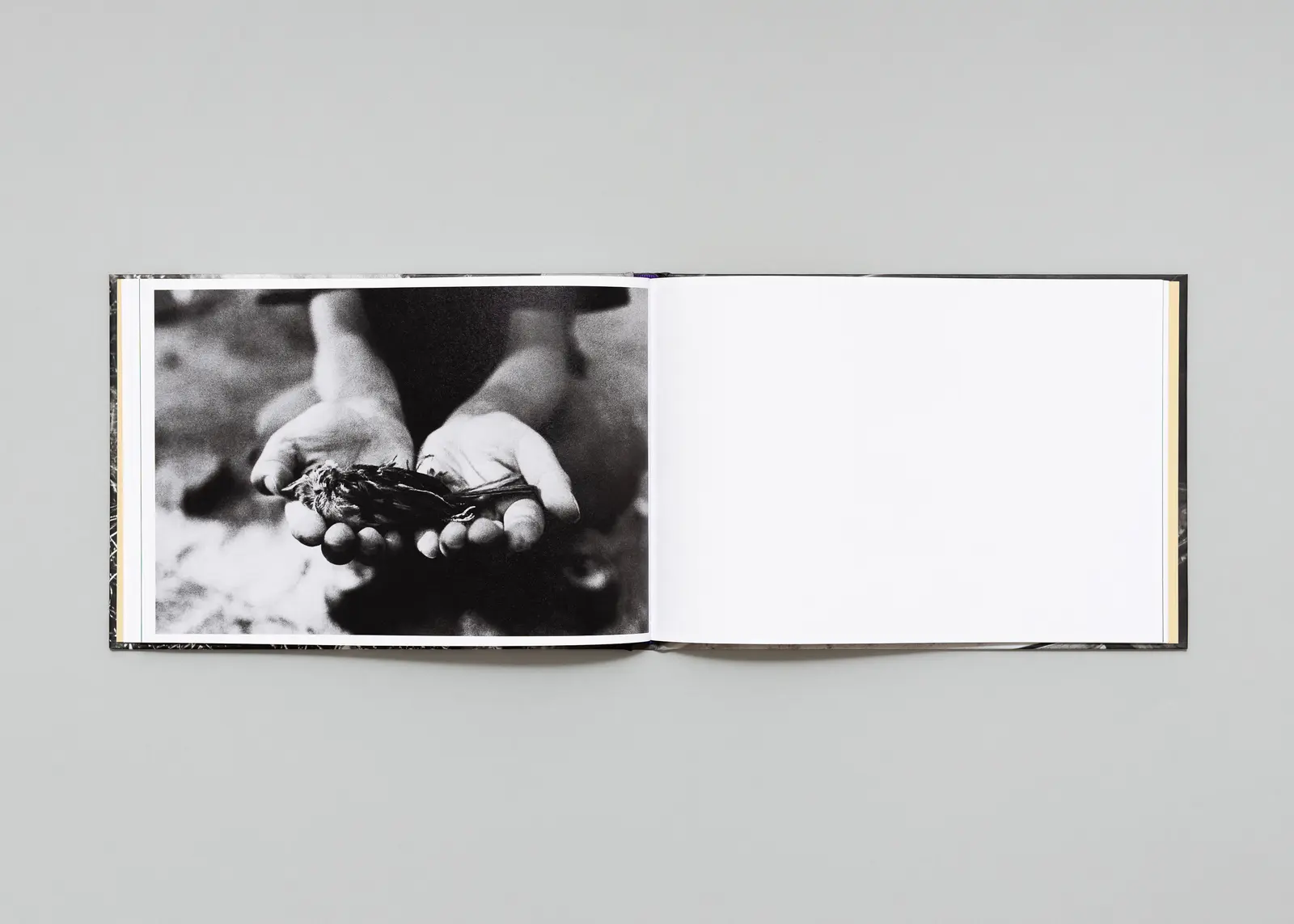 In the Flap of a Bird’s Wing, Water Dries Up image 9