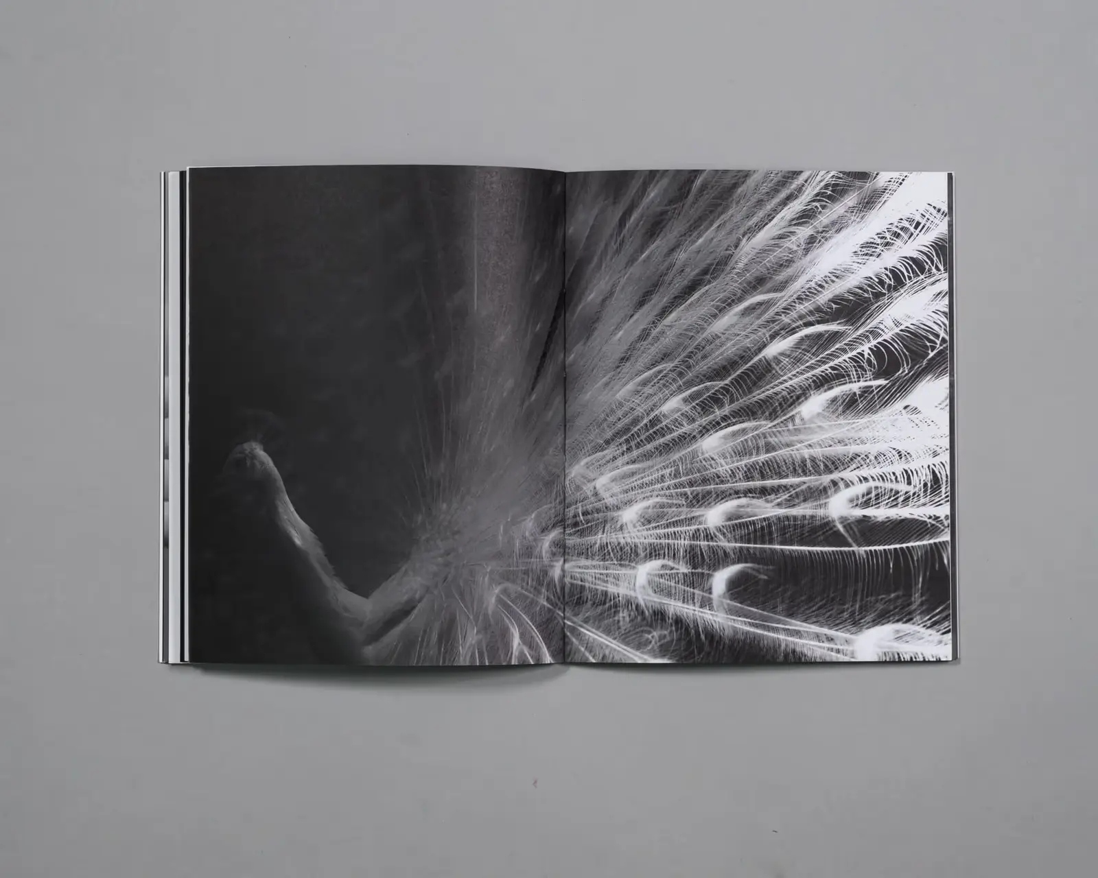 Beware of People Who Dislike Cats image 6