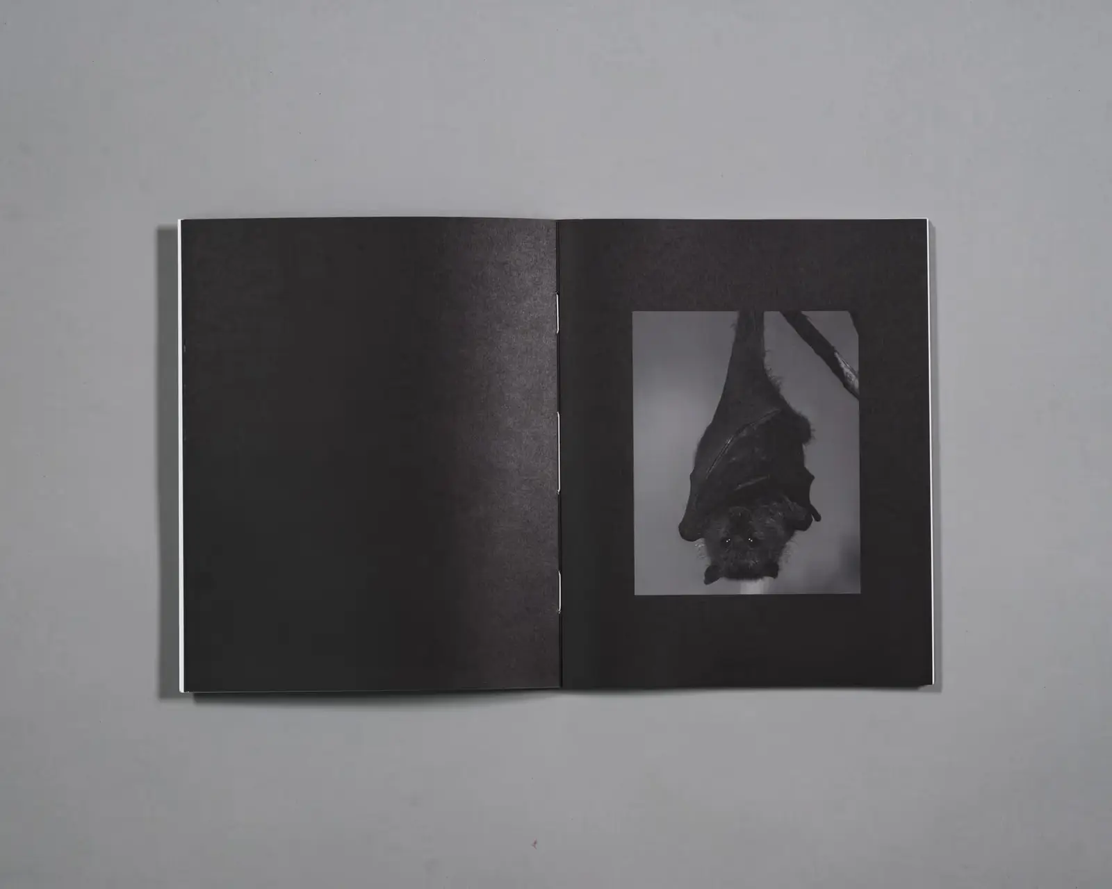 Beware of People Who Dislike Cats image 8