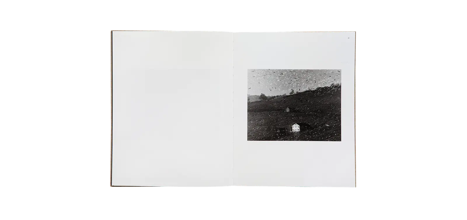 Des oiseaux - Mario Giacomelli image 2