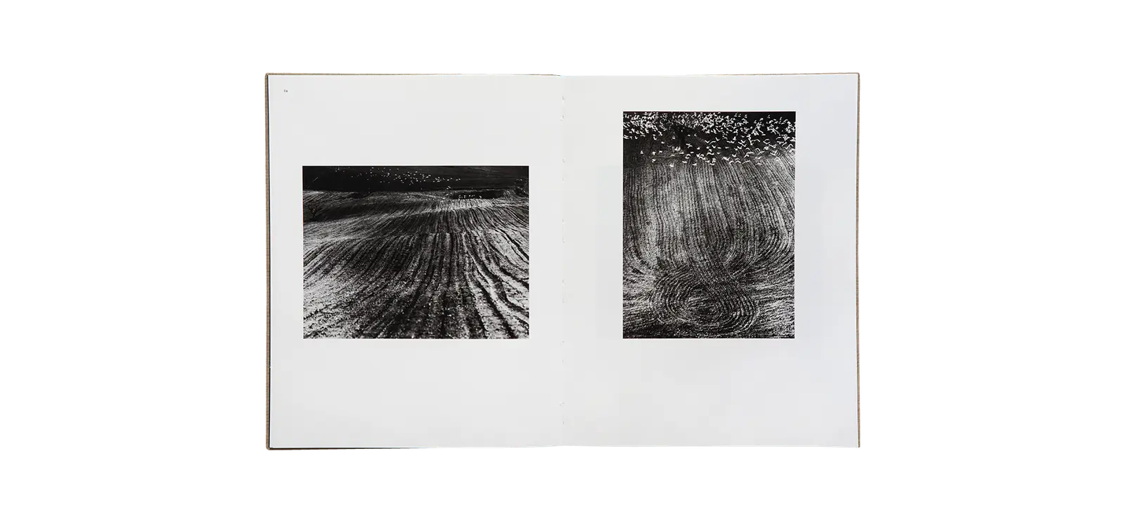 Des oiseaux - Mario Giacomelli image 3