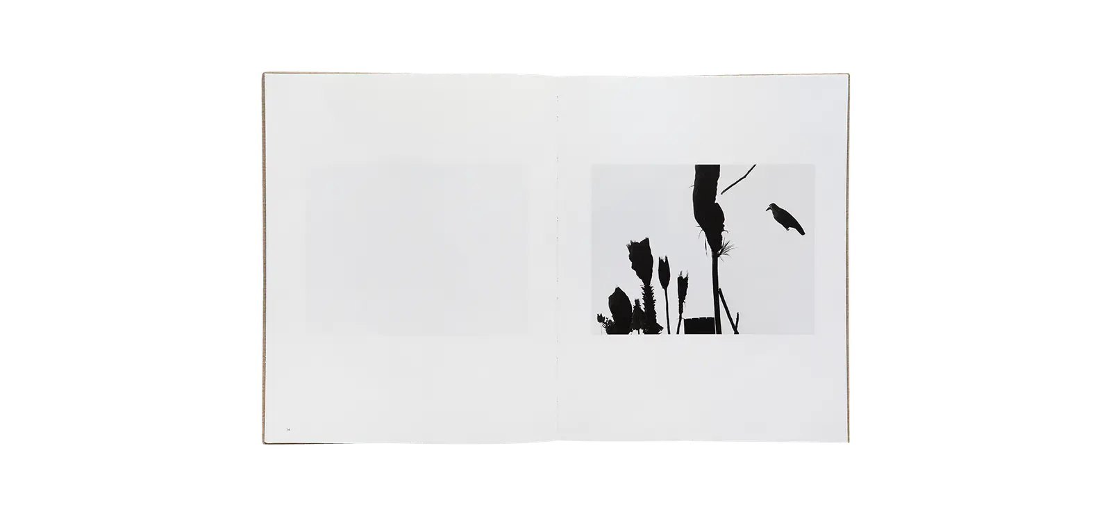 Des oiseaux - Mario Giacomelli image 5