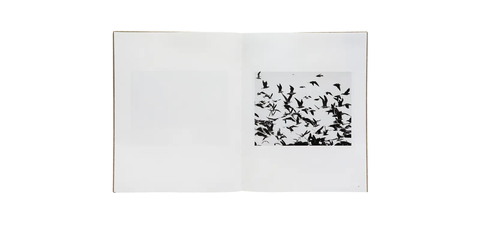Des oiseaux - Mario Giacomelli image 7