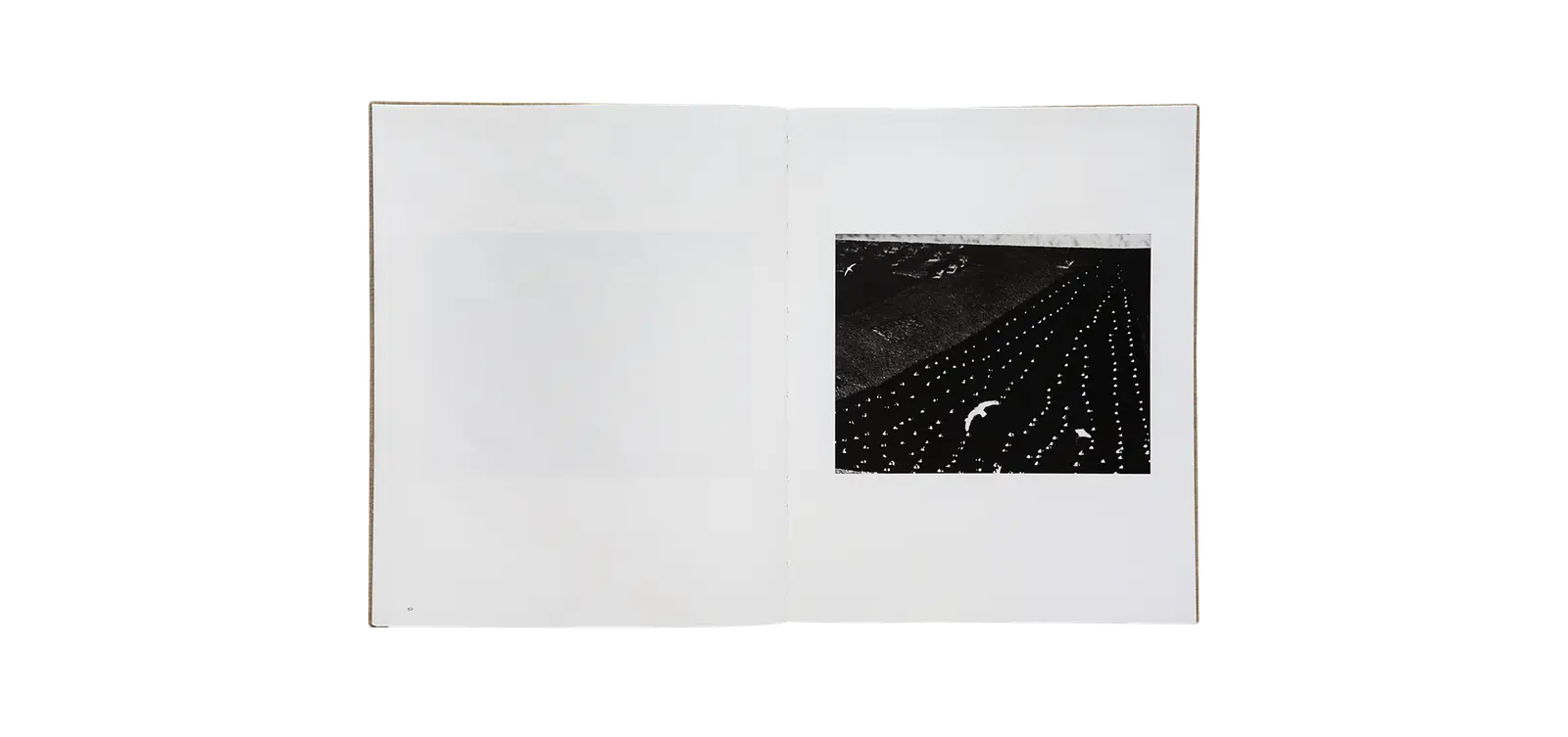 Des oiseaux - Mario Giacomelli image 8