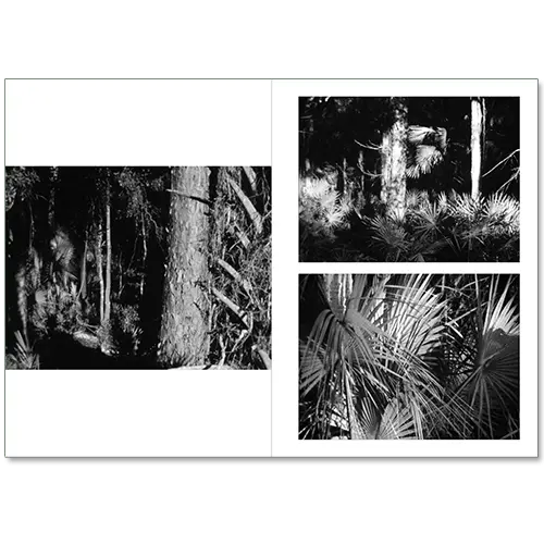 Sunshine State image 3