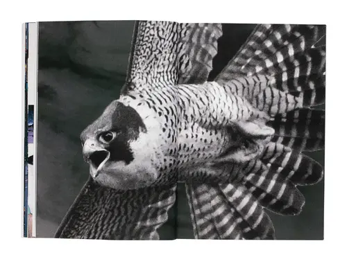 The Hawk and the Tall Tree image 3