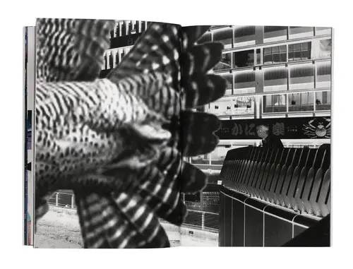 The Hawk and the Tall Tree image 4