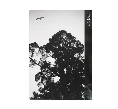 The Hawk and the Tall Tree image 9