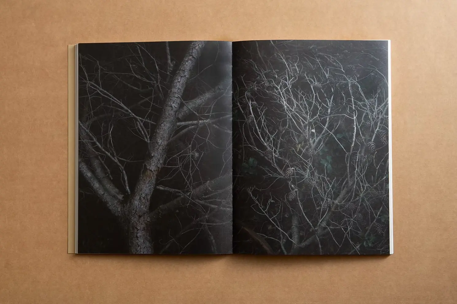 And Into The Forest I Go image 5