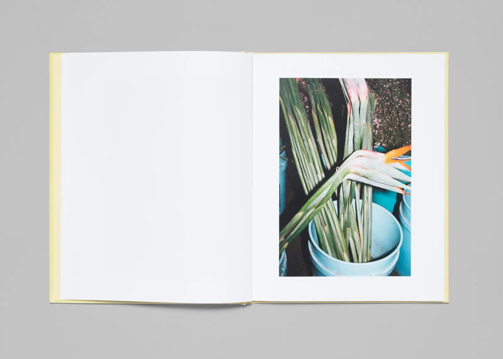 LA Flower Market image 7