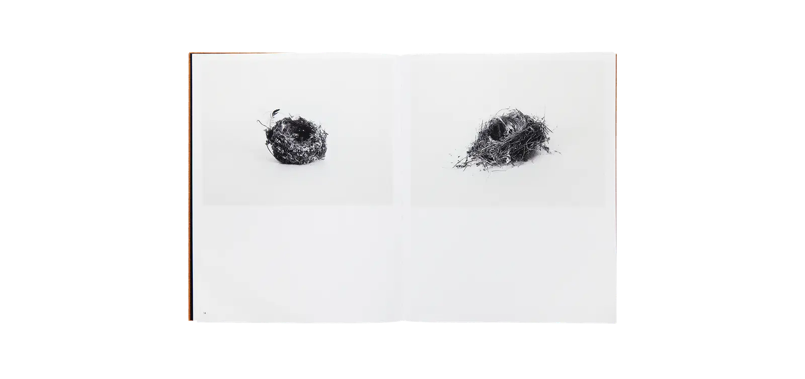 Des oiseaux - Nathalie Baetens image 3