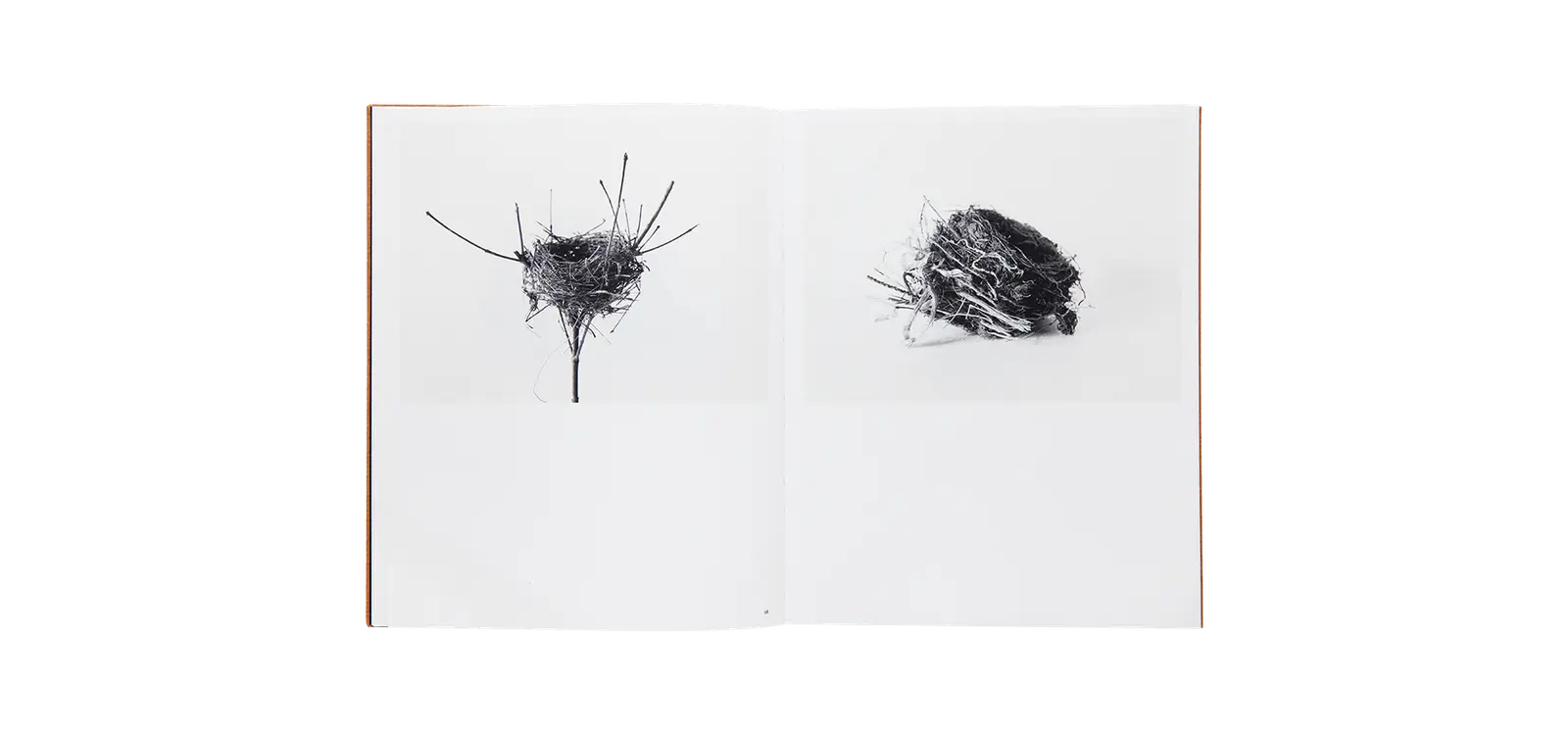 Des oiseaux - Nathalie Baetens image 4