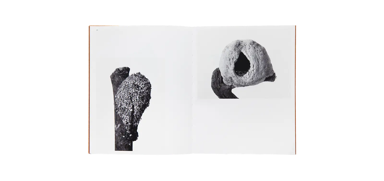 Des oiseaux - Nathalie Baetens image 7