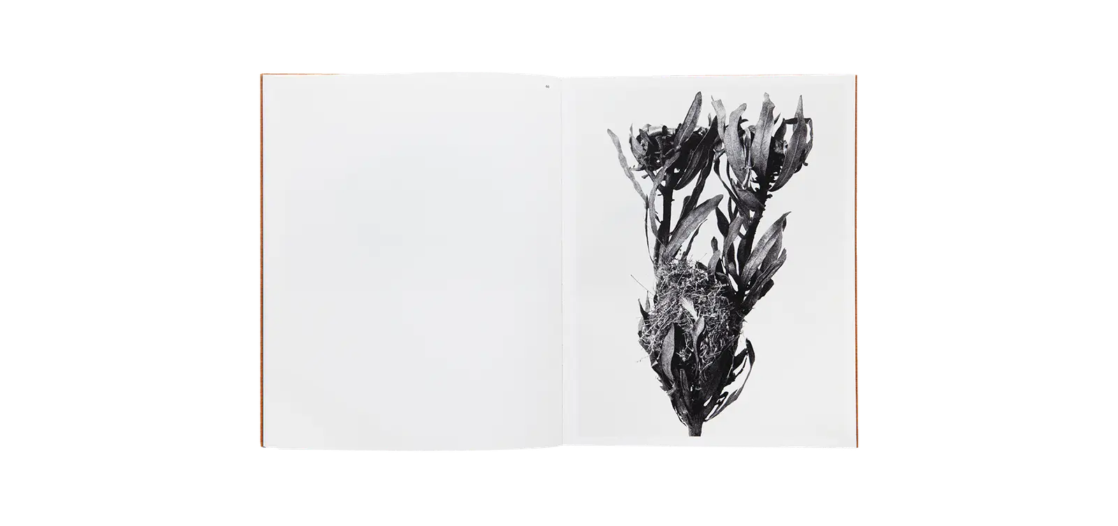 Des oiseaux - Nathalie Baetens image 10