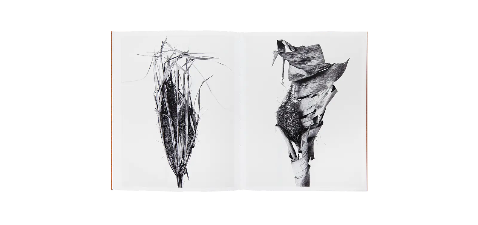 Des oiseaux - Nathalie Baetens image 11