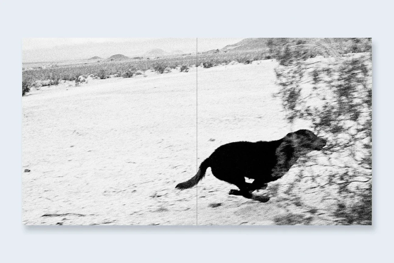 Dogs Chasing My Car in the Desert image 2