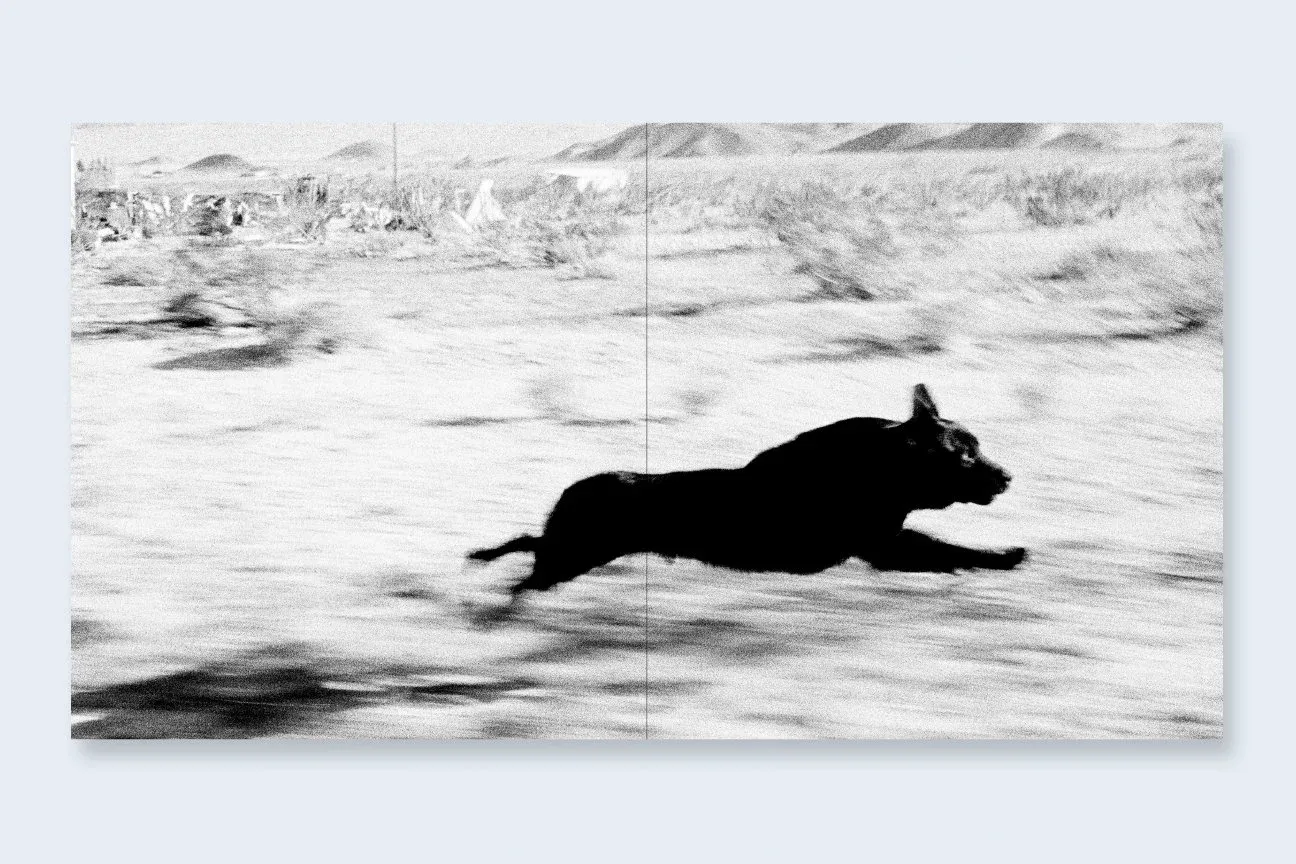 Dogs Chasing My Car in the Desert image 3