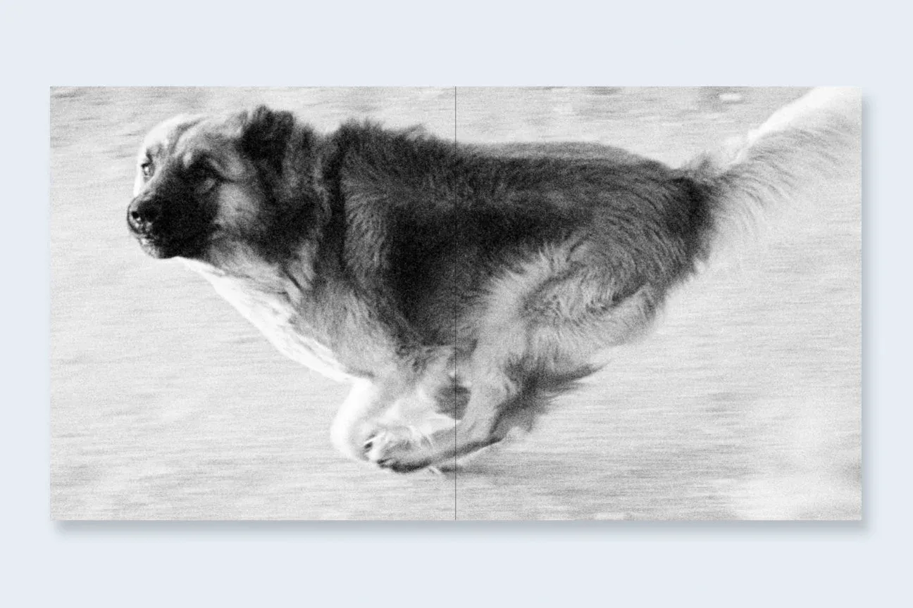 Dogs Chasing My Car in the Desert image 7