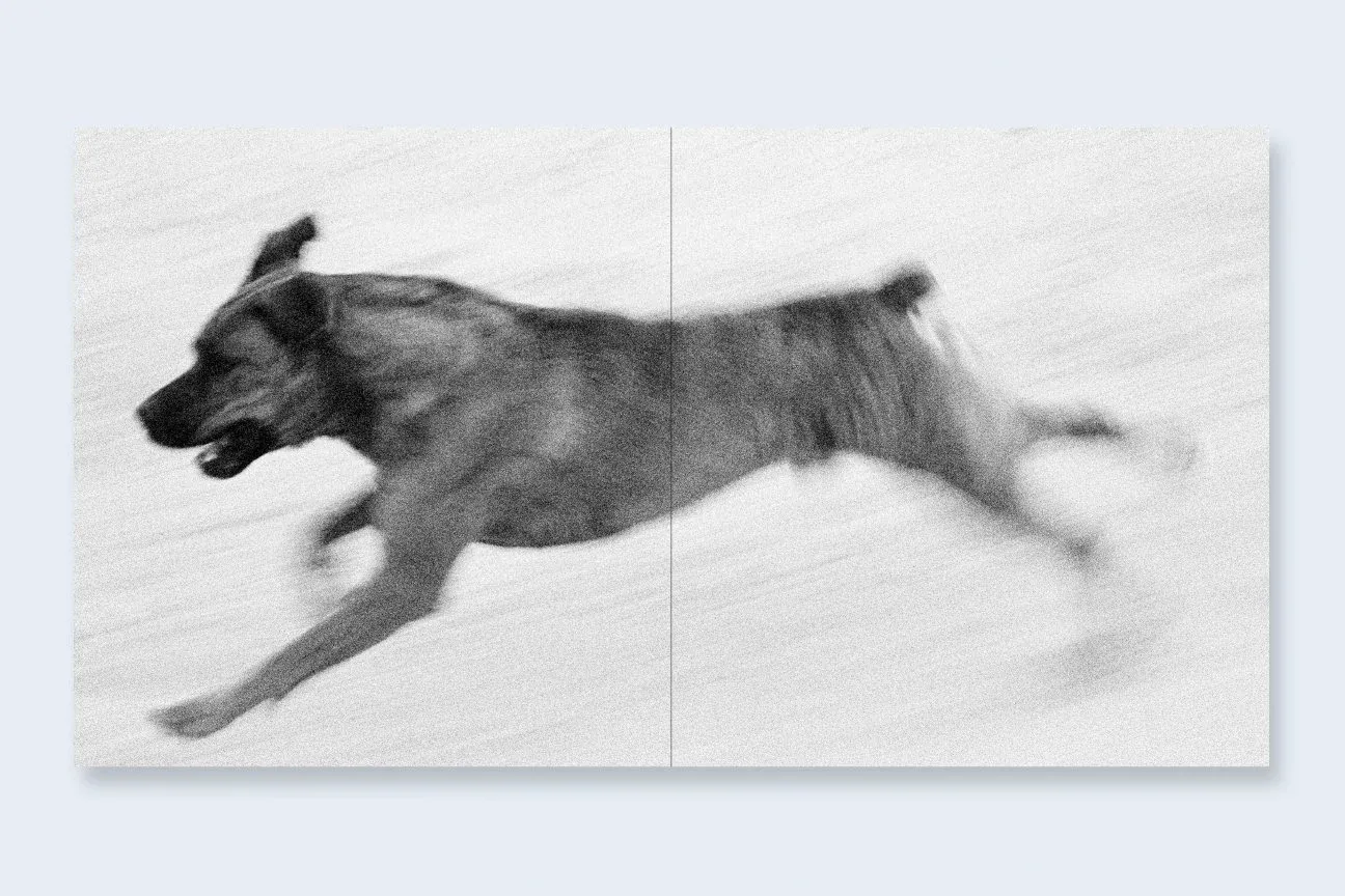 Dogs Chasing My Car in the Desert image 8