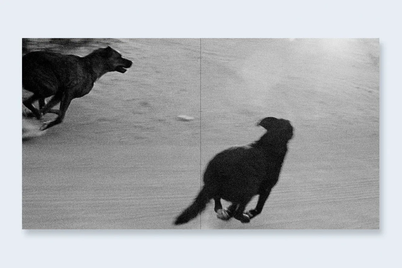 Dogs Chasing My Car in the Desert image 9