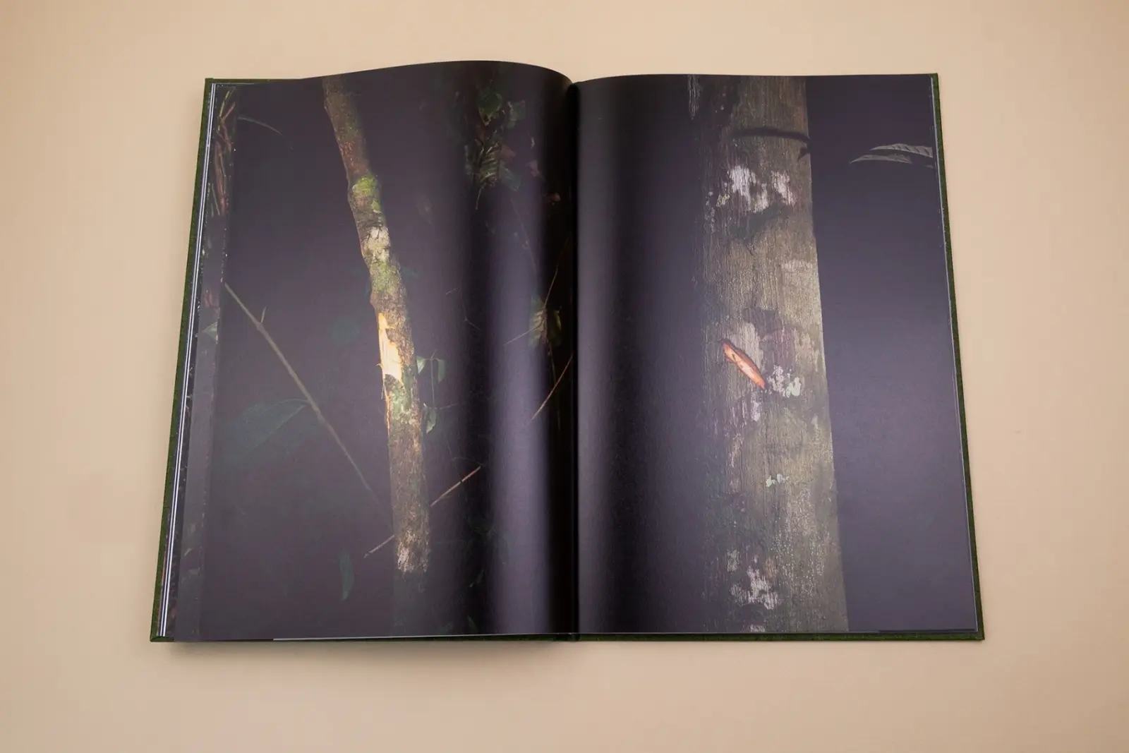 Fourteen Leaves and a Cup of Water image 5