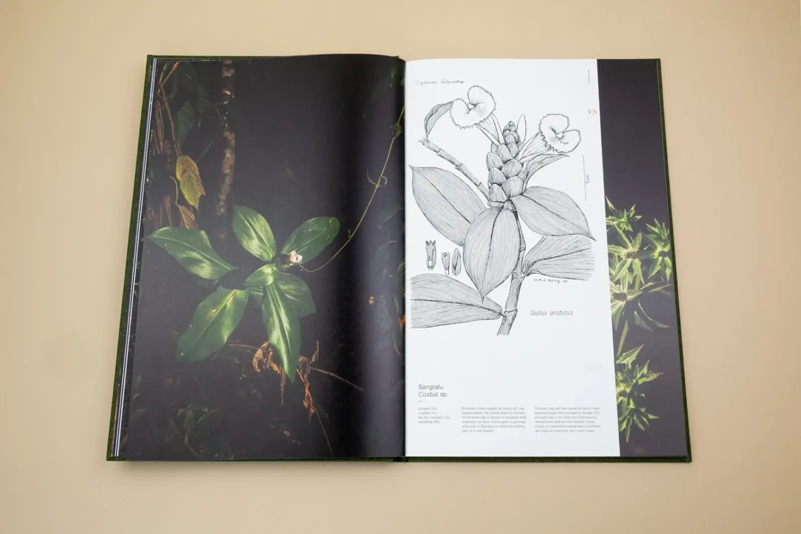 Fourteen Leaves and a Cup of Water image 6