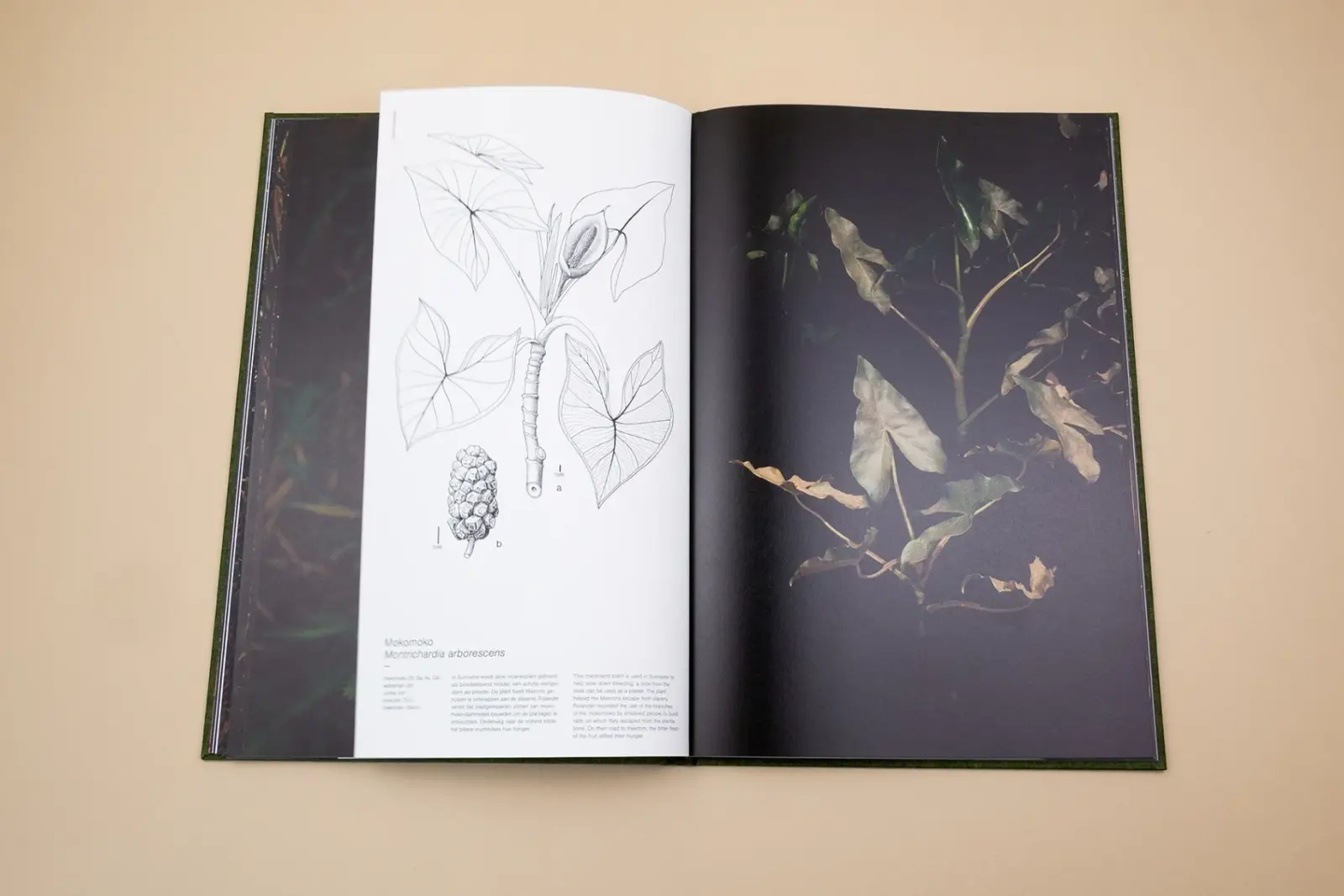 Fourteen Leaves and a Cup of Water image 4