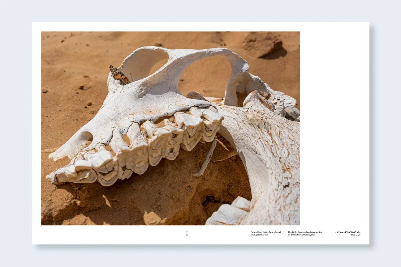 Constant Bloom image 4