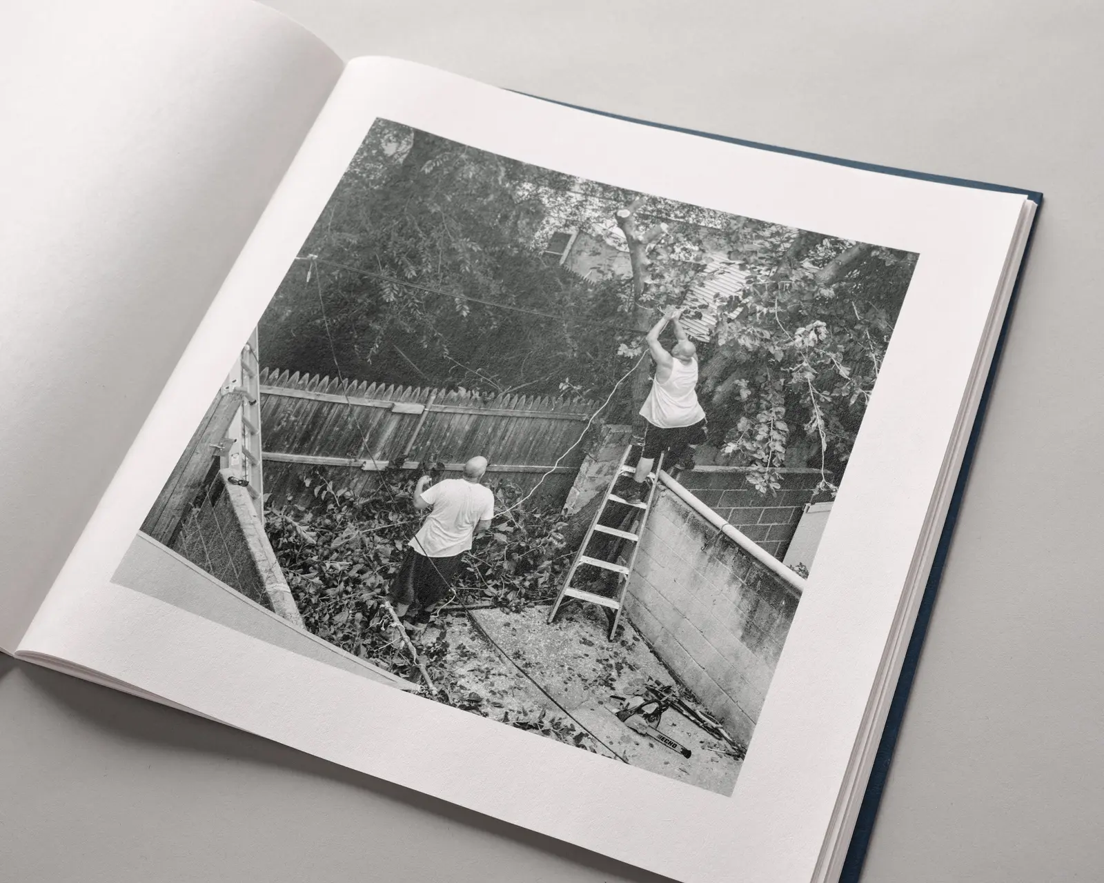 Family Tree Removal image 3