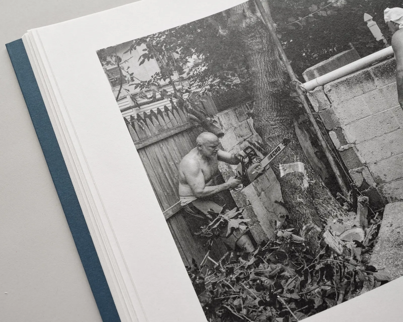 Family Tree Removal image 5