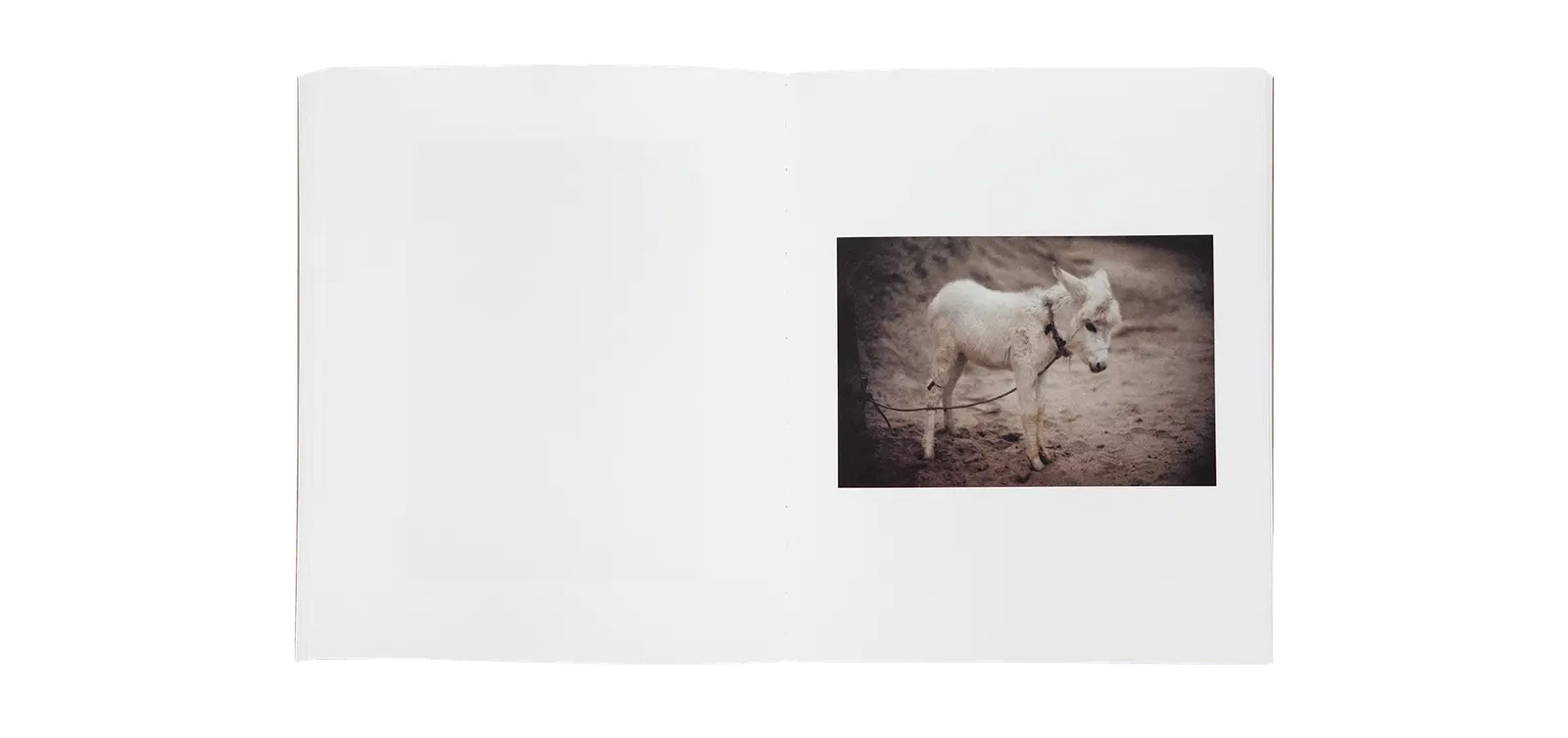 The Smell of India image 11