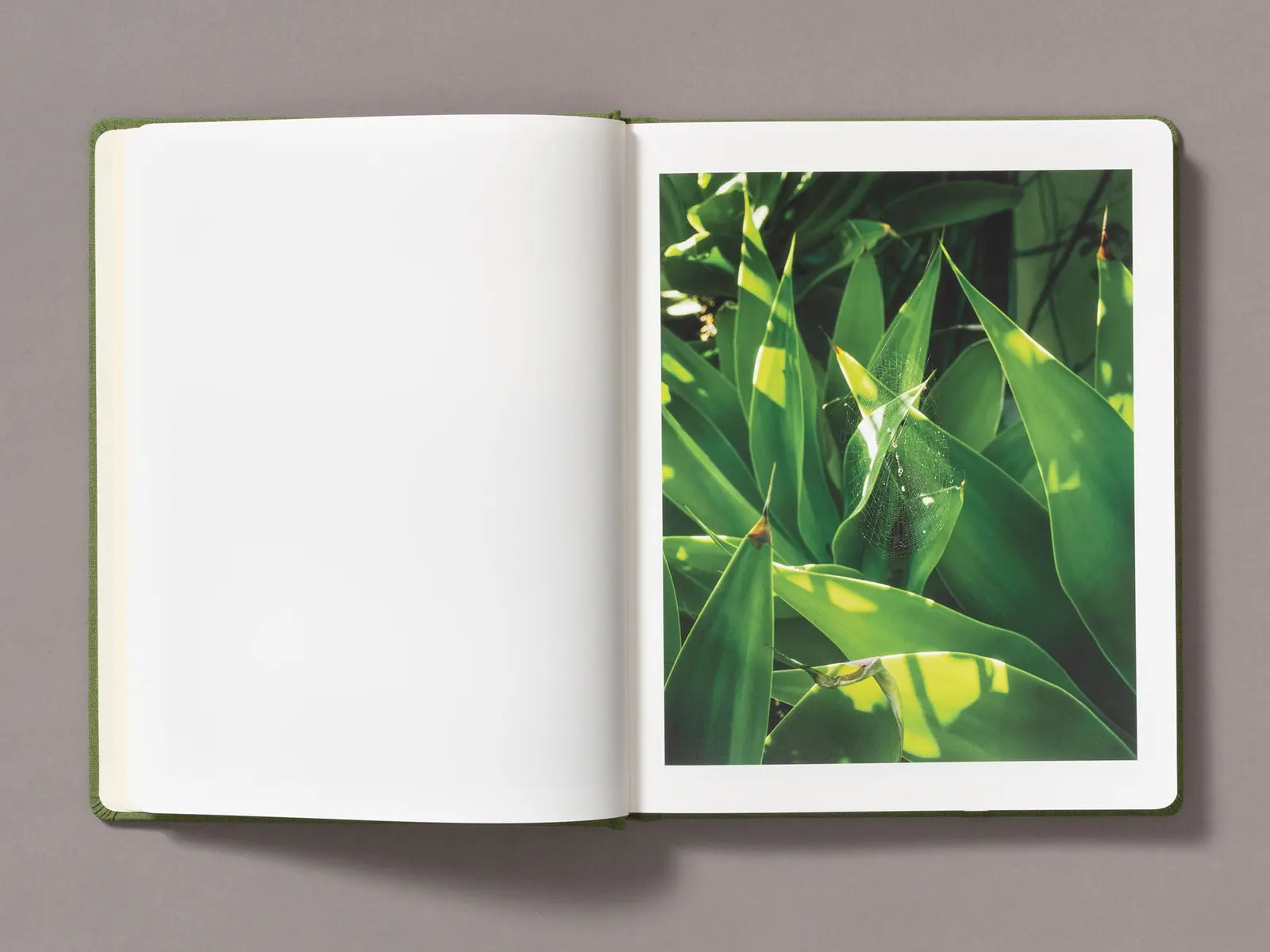 Sunshine Terrace image 4