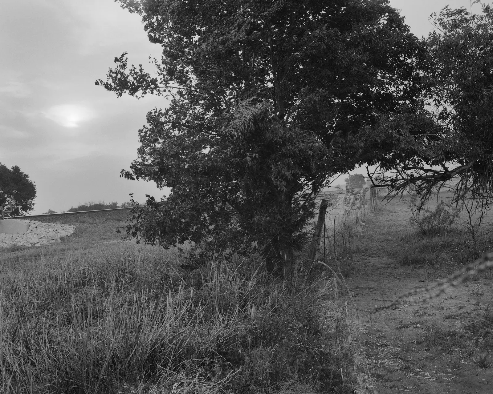 Mother of Dogs image 3