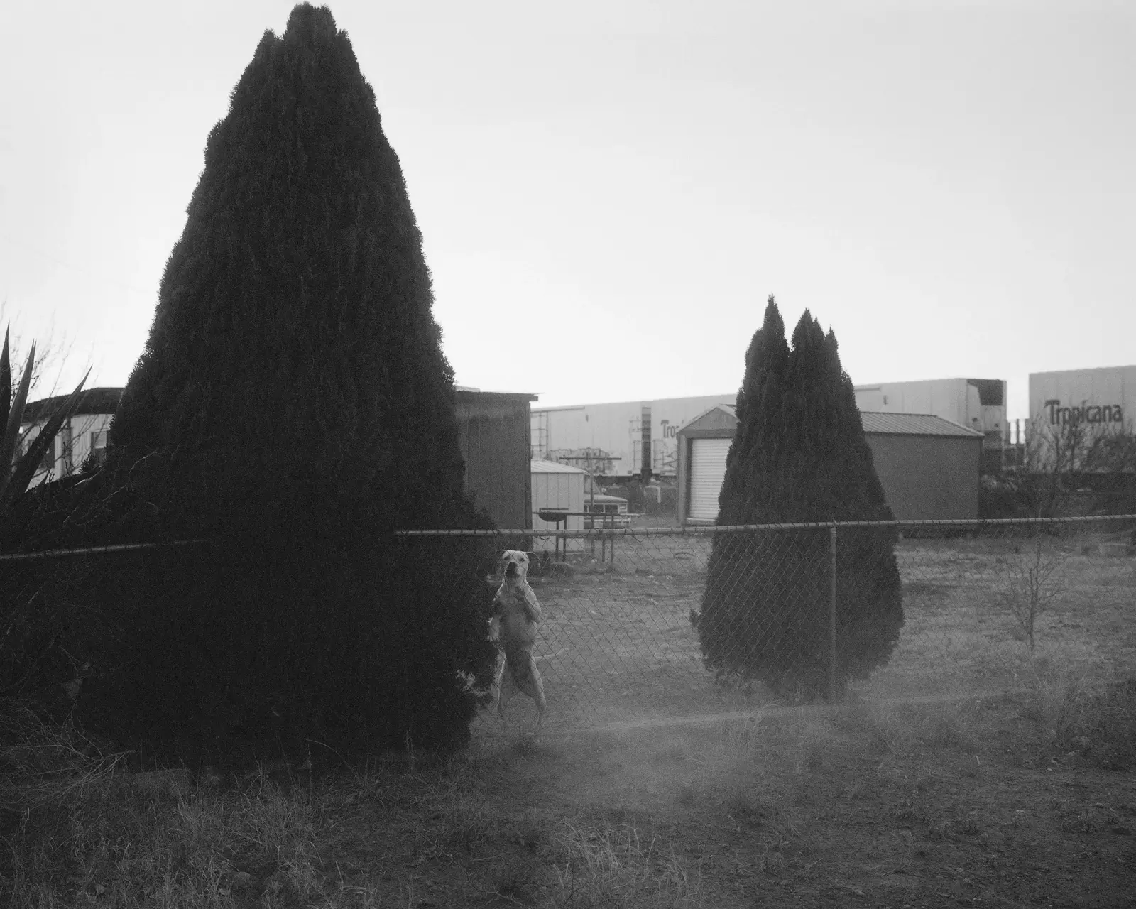 Mother of Dogs image 8